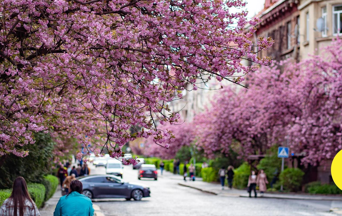 Фото для новини:Ужгород знову став рожевим містом: сезон цвітіння сакур вражає