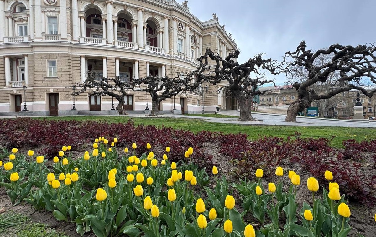 Фото для новини:В Одесі зацвіли нідерландські тюльпани: місто готується до квіткового буму