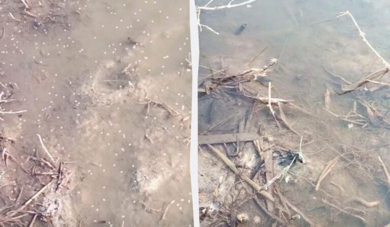 Фото для новини:В Одеській області зафіксовано мільярди комарів