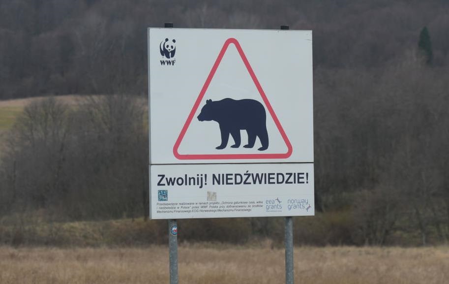 Фото для новини:В Польщі на кордоні з Україну ведмідь загриз жінку