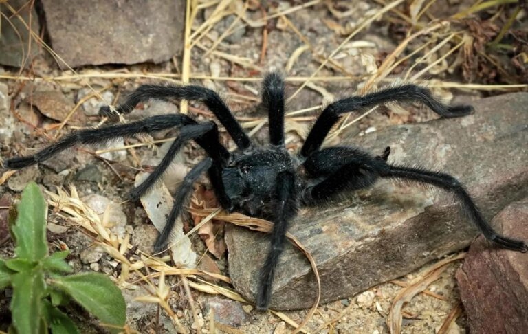 Фото для новини:Вчені відкрили новий вид тарантулів