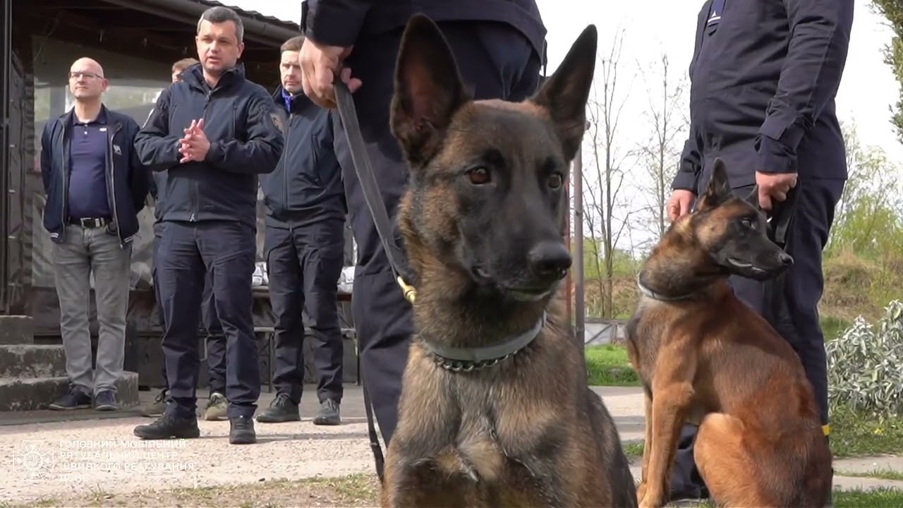 Фото для новини:ДСНС отримала 4 спеціально підготовлені мінно-пошукові собаки породи бельгійська вівчарка