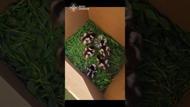 Фото для новини:5 пухнастих екстремалів нарешті знайшли маму 🦆❤️