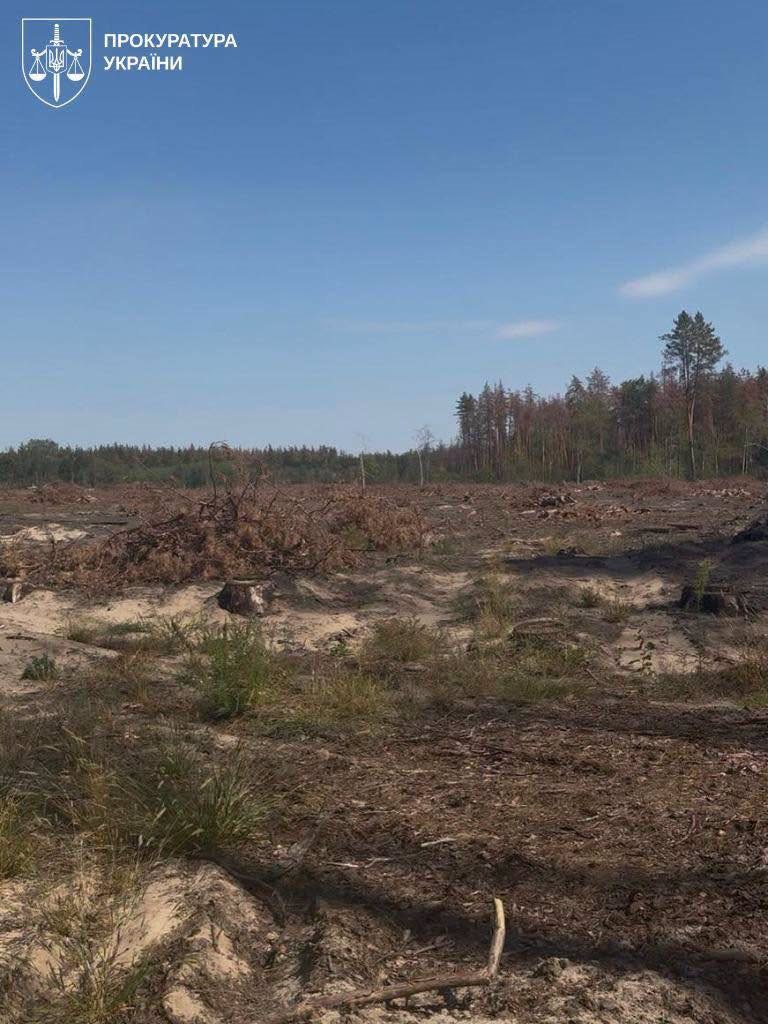Фото для новини:Директора лісгоспу судитимуть за вирубку 18 тисяч дерев