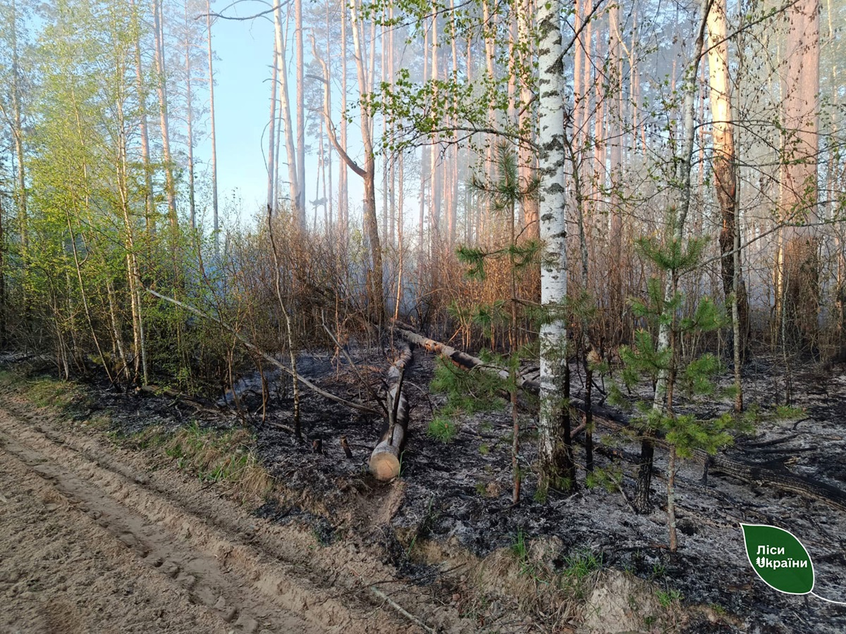 Фото для новини:Пожежу площею 5800 га локалізували на Чернігівщині