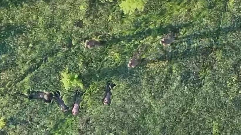 Фото для новини:Прикордонники за допомогою БПЛА взяли у полон чотирьох військових РФ
