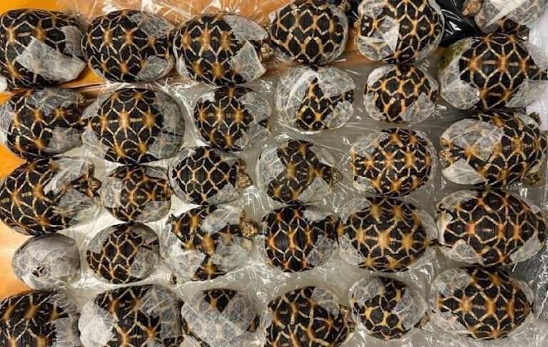 Фото для новини:У Таїланді бортпровідниця перевозила під одягом 30 черепах