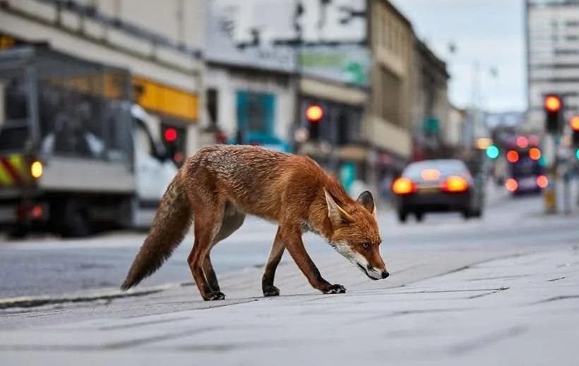 Фото для новини:Вчений пояснив, чому лисиці підходять до людей і беруть їжу з рук