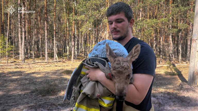 Фото для новини:Зі спаленого Чорнобильского лісу врятували лосеня