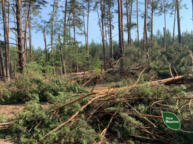 Фото для новини:Бурелом знищив понад 400 гектарів лісу на Рівненщині та Волині
