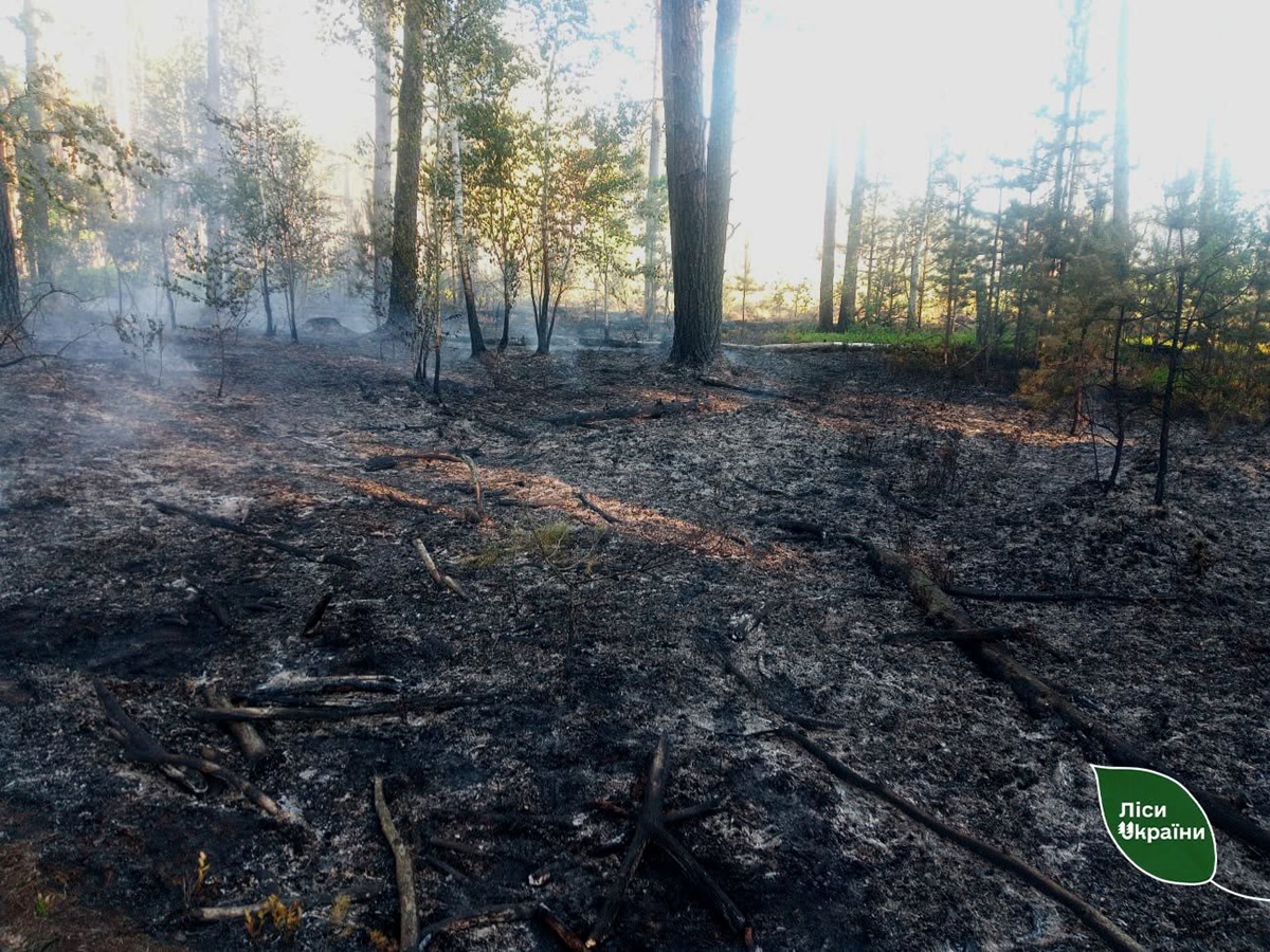 Фото для новини:На Житомирщині російські дрони спричинили п&rsquo;ять лісових пожеж