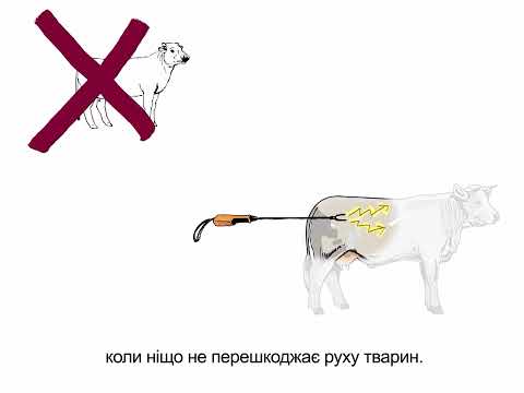 Фото для новини:Належні та кращі практики транспортування великої рогатої худоби