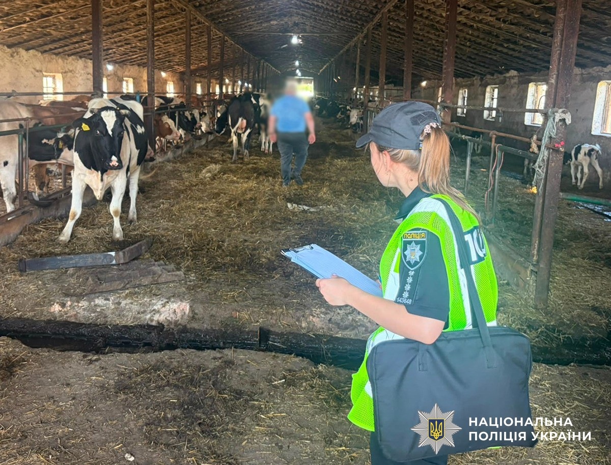 Фото для новини:Зникли десятки корів: керівника держпідприємства підозрюють у збитках