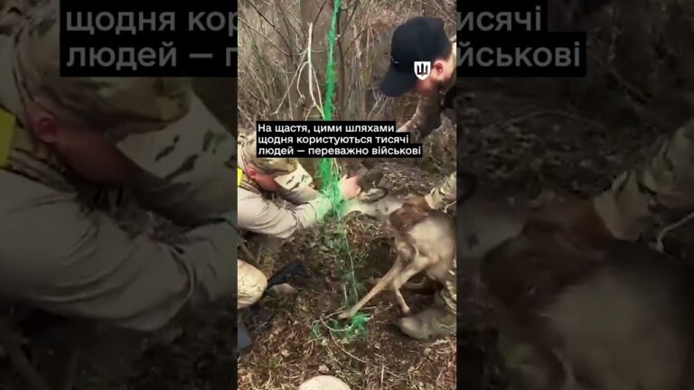 Фото для новини:Українські військові рятують тварин у прифронтових зонах