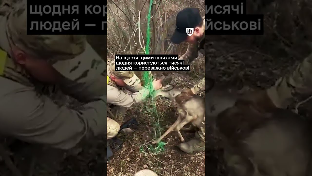 Фото для новини:Українські військові рятують тварин у прифронтових зонах