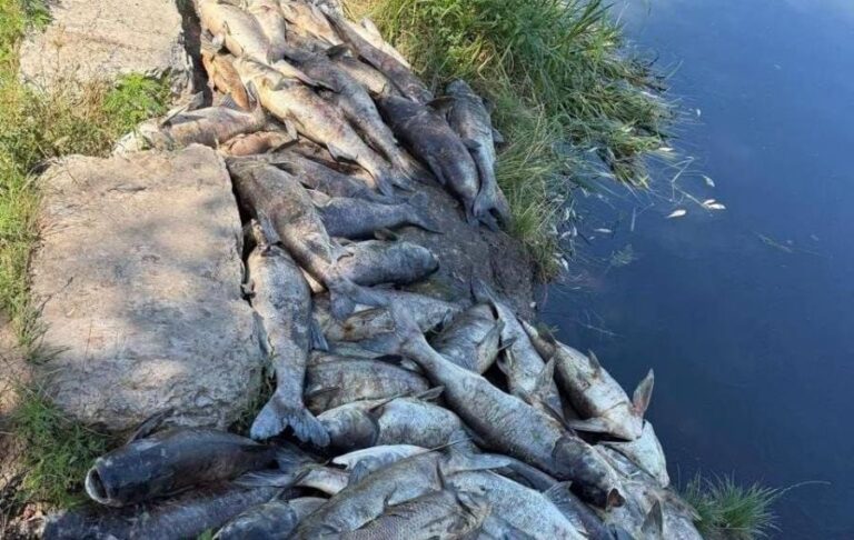 Фото для новини:Мор риби під Києвом: Ткаченко розповів про можливе забруднення