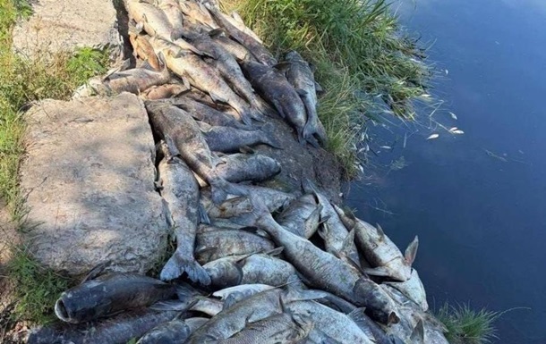 Фото для новини:Загибель трьох тонн риби на Київщині: фахівці з'ясували стан води